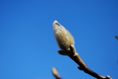 Magnolia x soulangeana - šácholan soulangeanův - detail pupen